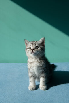 Adorable gray tabby kitten sitting and looking up with curious, attentive expression on soft blue surface with mint wall and shadow. Minimal clean background, copy space.