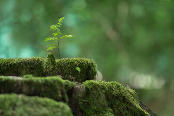 Fototapeta premium Im Wald frisches Grün bei Dunst, junger Sämling wächst am Baumstumpf auf Moos