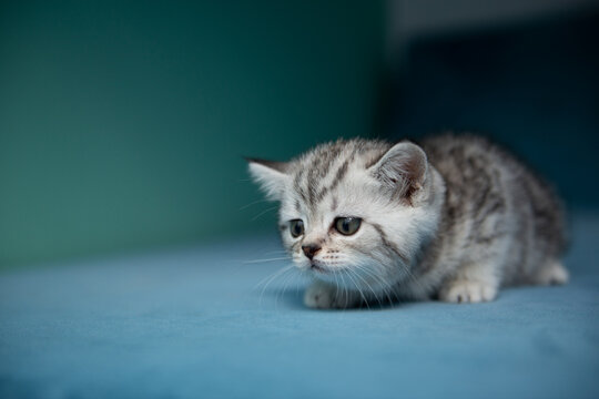 Adorable British Shorthair kitten sitting on blue sofa against pastel green wall. Cute pet portrait, soft light, minimal composition, young cat with expressive eyes.