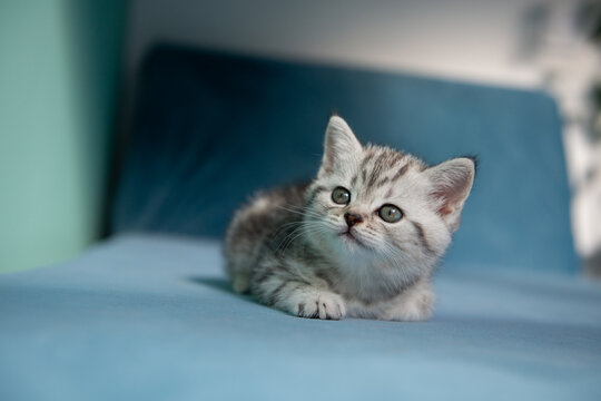 Adorable British Shorthair kitten sitting on blue sofa against pastel green wall. Cute pet portrait, soft light, minimal composition, young cat with expressive eyes.