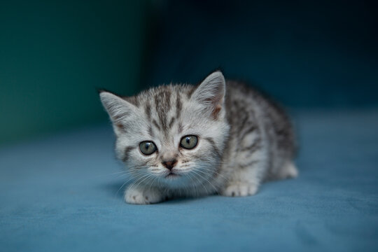 Adorable British Shorthair kitten sitting on blue sofa against pastel green wall. Cute pet portrait, soft light, minimal composition, young cat with expressive eyes.