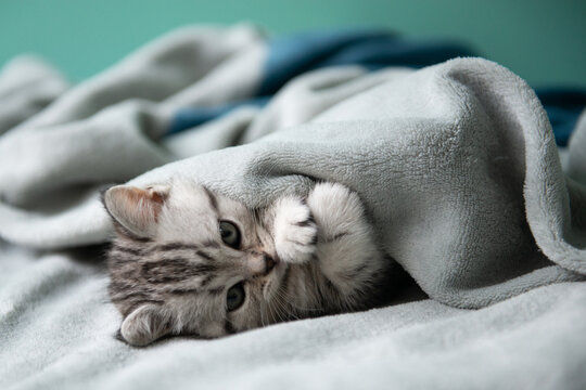 Adorable gray tabby kitten lying under a soft blanket on a bed, gently stretching its paw. Cozy home scene with warmth, comfort, and calm mood. Soft light, minimal background
