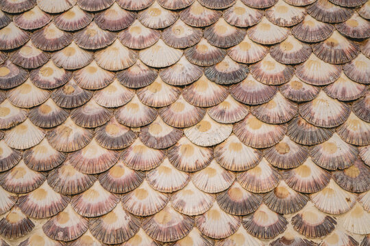 A textured background of overlapping scallop shells in natural earthy tones.