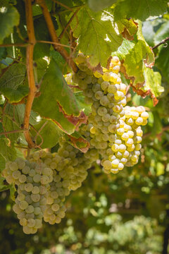 Bunches of green grapes hang from a vine under lush green leaves in sunlight.