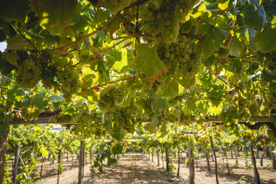 Sunlit vineyard with lush grapevines and clusters of green grapes hanging overhead.