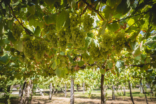 Lush green grape vines hang overhead in a sunlit vineyard, creating a vibrant canopy.