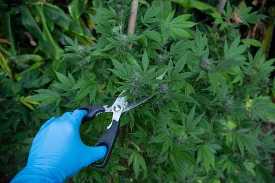 A gloved hand uses scissors to trim a cannabis plant amidst lush green foliage. Auckland, New Zealand