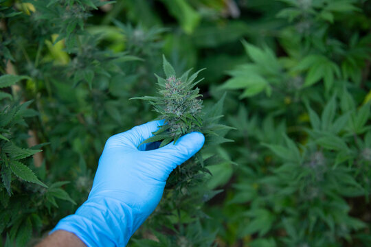 A gloved hand holds a cannabis plant with green leaves in an outdoor setting. Auckland, New Zealand