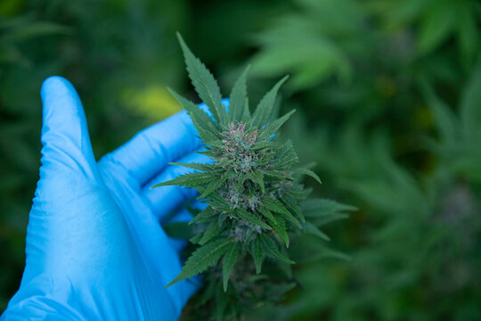Gloved hand holding a cannabis plant among lush green foliage. Auckland, New Zealand