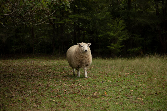 A lone sheep stands in a grassy field surrounded by dense green forest in dim light. Auckland, New Zealand
