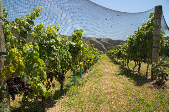 Vineyard with green grapevines under a clear blue sky, covered by netting for protection. Waiheke Island, New Zealand
