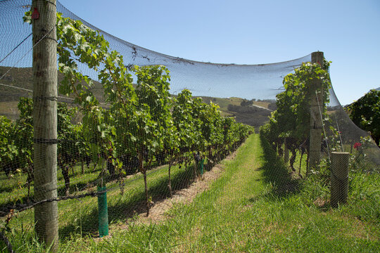 A sunny vineyard landscape with grapevines growing under a protective netting against a blue sky. Waiheke Island, New Zealand