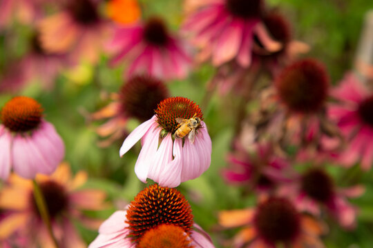 A bee collects nectar from vibrant pink coneflowers in a lush garden setting. Waiheke Island, New Zealand