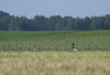 Żurawie zwyczajne (Grus grus) brodzące w zielonym polu zboża, wiosenny wiejski krajobraz. © Joanna