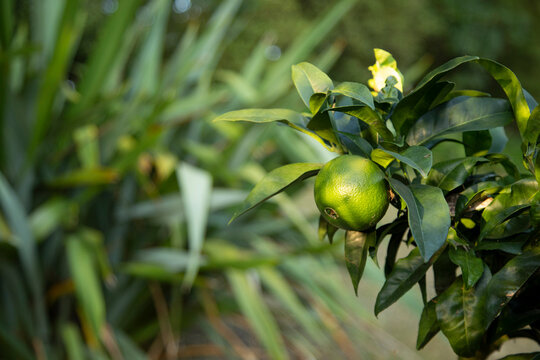 A close-up of a green citrus fruit hanging from a tree branch with lush leaves around it.