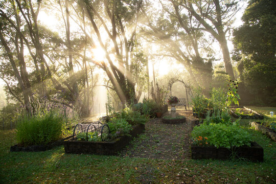 Sunlight streams through trees, illuminating a lush, vibrant garden in the soft morning light.