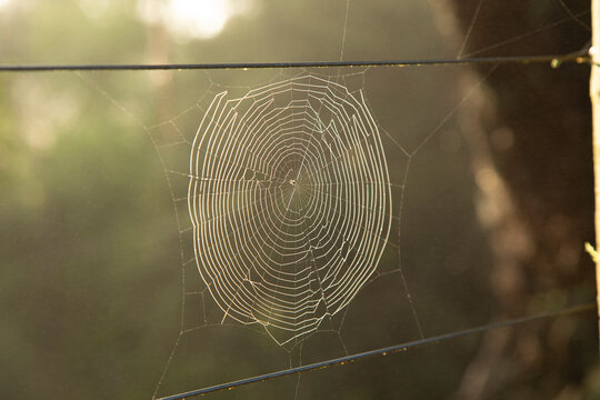 A detailed spider web glistening in sunlight against a blurred natural background.