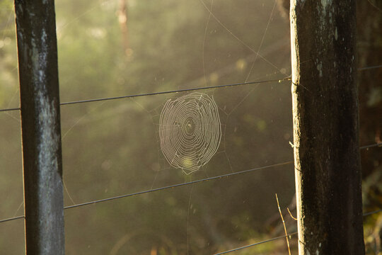 A detailed spider web stretched between two weathered fence posts in a misty forest scene.