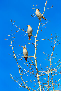 Three birds perched on leafless tree branches against a clear blue sky.   Canada