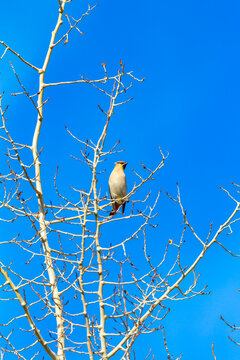 A small bird perched on the branches of a bare tree against a clear blue sky. Canada