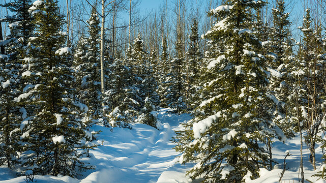 Snow-covered evergreen forest with clear blue sky in winter. Wasilla, Alaska, USA