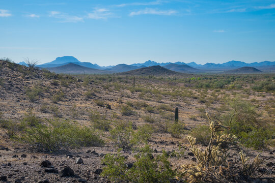Desert landscape with sparse vegetation, cacti, and distant mountains under a blue sky. Tonopha, Arizona, USA
