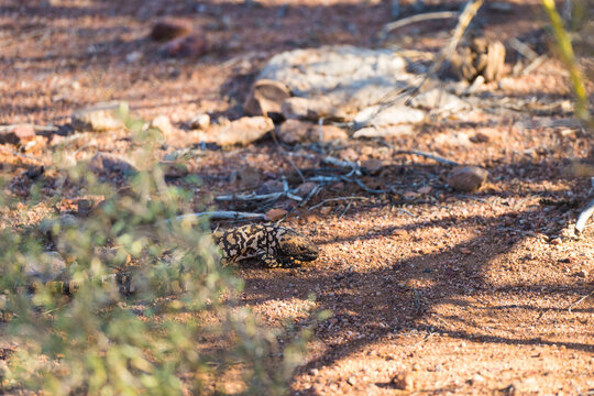 A lizard camouflages on sunlit rocky desert terrain with scattered vegetation and shadows. Tucson, Arizona, USA