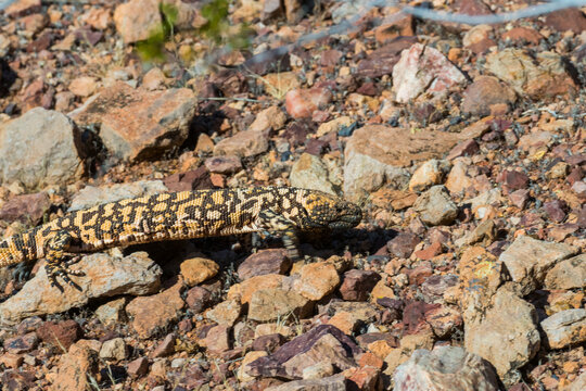 Gila monster crawling over rocky, arid desert terrain with dry foliage. Tucson, Arizona, USA