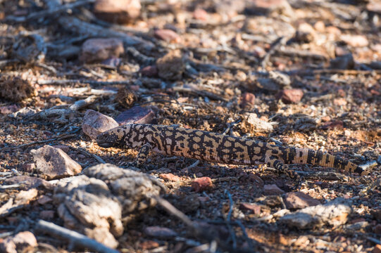 A lizard with patterned scales crawls on rocky terrain under sunlight. Tucson, Arizona, USA