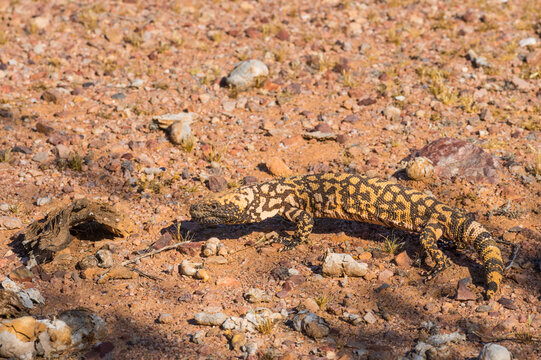 A Gila monster lizard crawling on rocky, sandy desert terrain next to a burrow entrance. Tucson, Arizona, USA