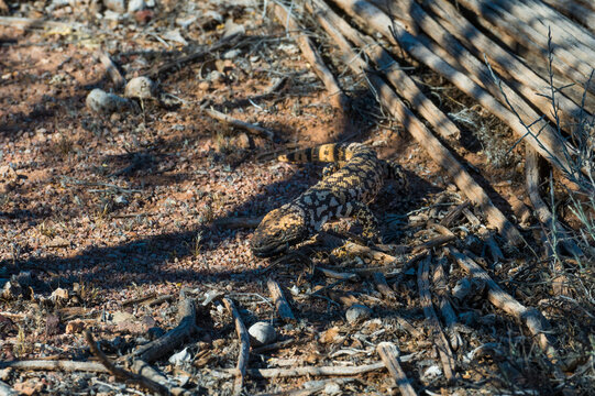 A gila monster camouflaged among desert terrain and dry branches under dappled sunlight. Tucson, Arizona, USA