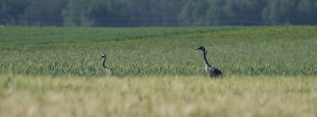 Żurawie zwyczajne (Grus grus) brodzące w zielonym polu zboża, wiosenny wiejski krajobraz. © Joanna
