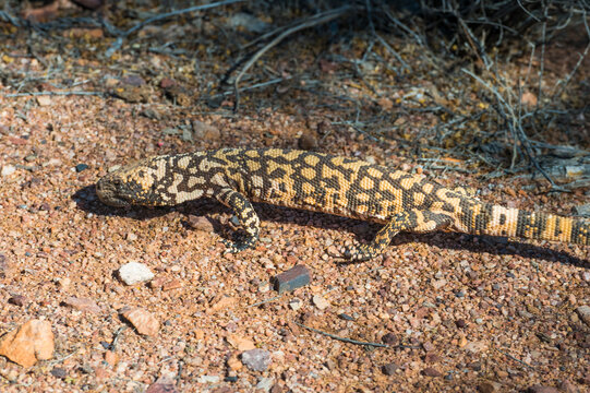 Gila monster on rocky desert terrain, displaying its distinctive pattern and texture. Tucson, Arizona, USA