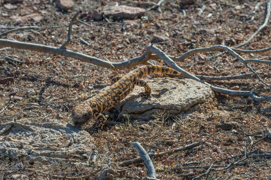 A lizard with patterned skin crawls over rocky, arid terrain with dry branches scattered around. Tucson, Arizona, USA