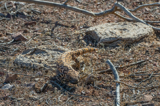 A lizard with intricate patterns blends into a rocky, arid landscape with sparse vegetation. Tucson, Arizona, USA