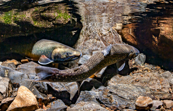 A female Dolly Varden Charr (Salvelinus malma) excavates her redd as a male guards. Alaska, USA