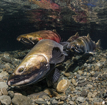 Female Coho Salmon (Oncorhynchus kisutch) excavating her redd followed by her alpha male and an entourage of prospective mates. Alaska, USA