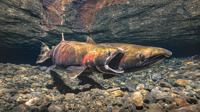 A male Coho Salmon attempting to stimulate a female to spawn by gaping at her. Alaska, USA