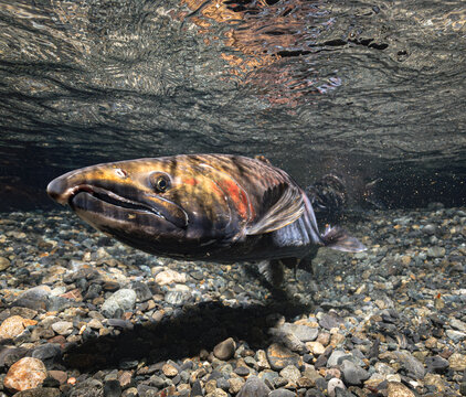 With the flick of her tail a female Coho Salmon (Oncorhynchus kisutch) clears fine sediment from her redd. Alaska, USA