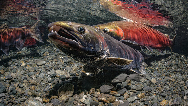 Female Coho Salmon (Oncorhynchus kisutch) probing her Redd as her alpha male crosses over her caudal peduncle. Alaska, USA