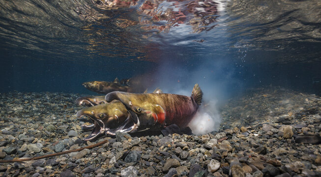 Gametes (a few eggs can be seen in a cloud of sperm) mix as Coho Salmon spawn. Alaska, USA