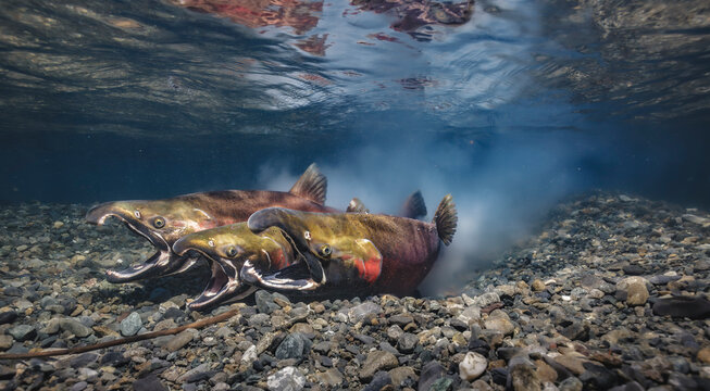 Gametes mix as Coho Salmon spawn. Alaska, USA