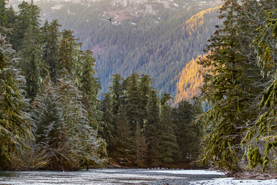 Salmon stream in early December when the sum does not reach the valley floor due to low sun angle. Gulls are foraging on salmon remains. Alaska, USA
