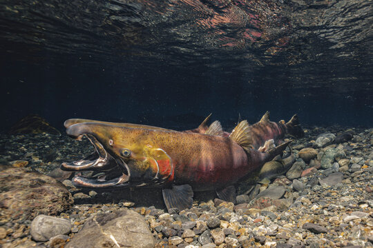 As a Coho Salmon pair commence to spawn. a jack and at least two other males enter to spawn as well. Alaska, USA