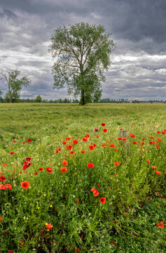 Floodplain meadow with solitary oak tree, flowering poppies and dramatic sky on the Dutch side of the river Meuse in Limburg 