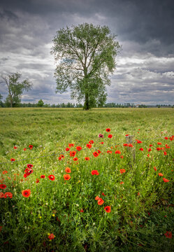 Floodplain meadow with solitary oak tree, flowering poppies and dramatic sky on the Dutch side of the river Meuse in Limburg (with vignet)