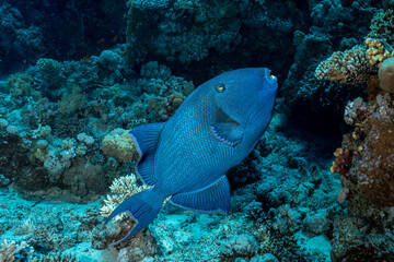 Fototapeta premium Egypt, Sharm El Sheikh, Redtoothed Triggerfish (Odonus niger)