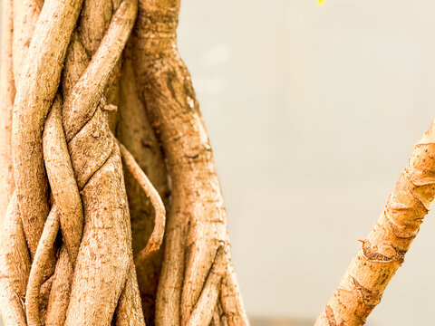 Close-up of Braided Tree Trunk of a Pachira Aquatica Money Tree Plant