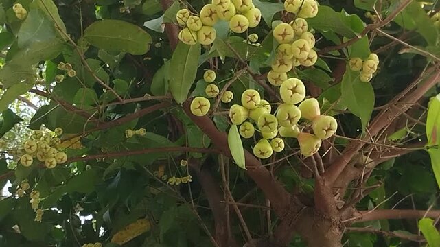 Young, green water apple (Syzygium aqueum) fruit grows abundantly on the tree. Suitable for educational, botanical, and agricultural purposes