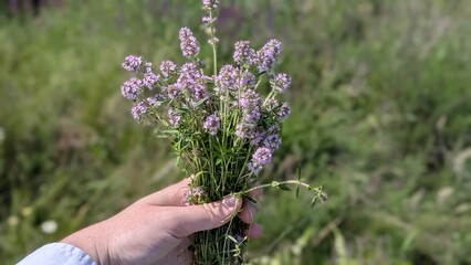 Woman holding a freshly picked bouquet of wild thyme in a summer meadow Close-up of a woman's hand holding a freshly picked bouquet of wild thyme in a sunny summer meadow. Aromatic medicinal herb with © DashaKurinna